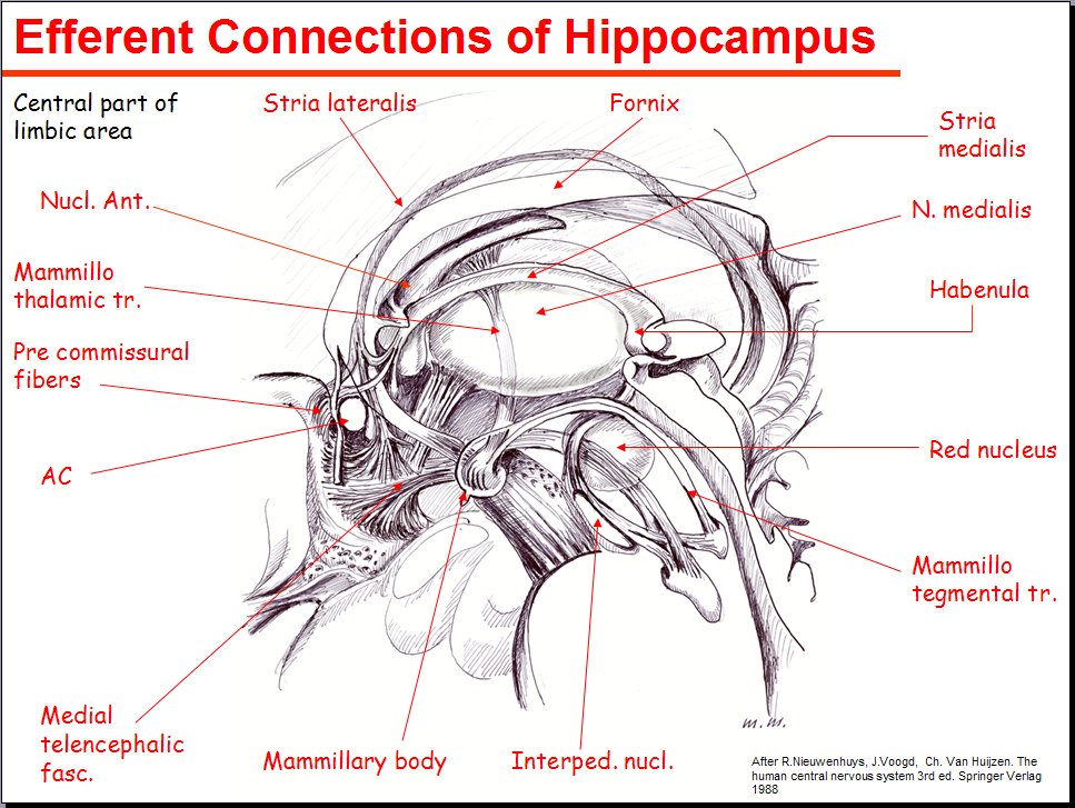 Salamons Neuroanatomy And Neurovasculature Web Atlas Resource